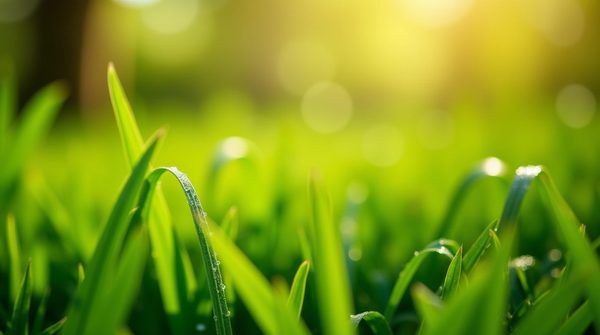 Les clés pour un gazon luxuriant et durable dans votre jardin
