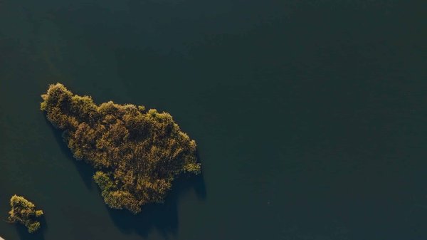 Quelles plantes pour une toiture végétalisée en climat chaud et sec?